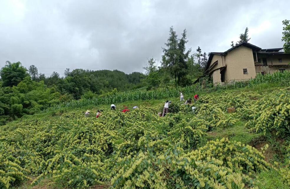 開州：一人引得產業來 遍地開滿山銀花 