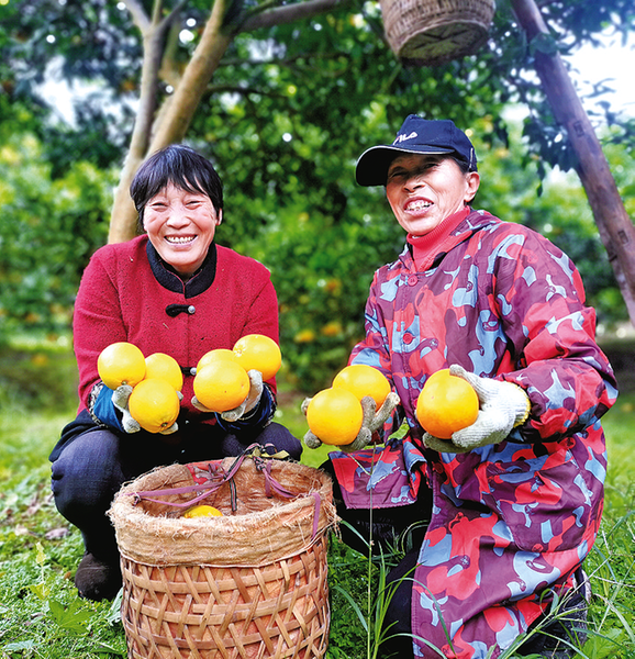 果農喜迎豐收。資料圖
