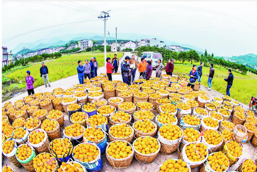 長沙鎮福城村柑橘豐收。資料圖